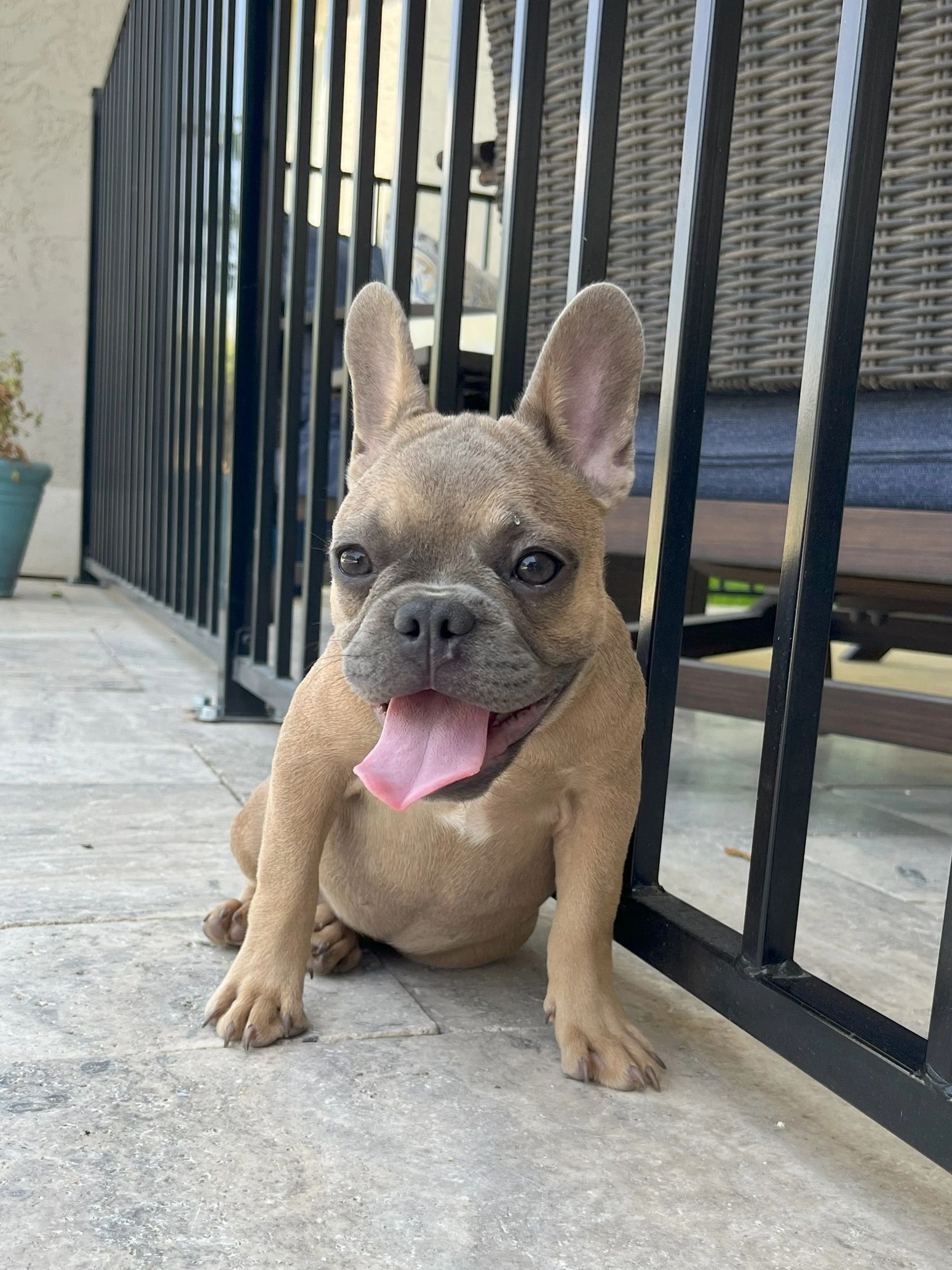 Exotic Frenchie Puppies