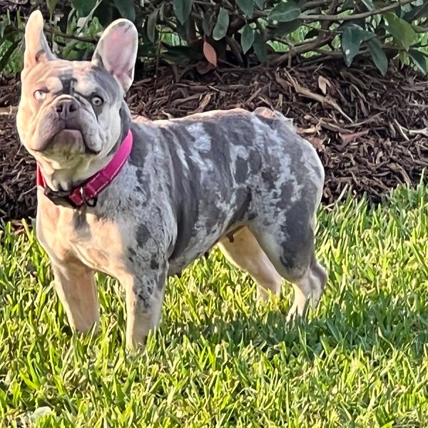 Lilac and Tan Merle female