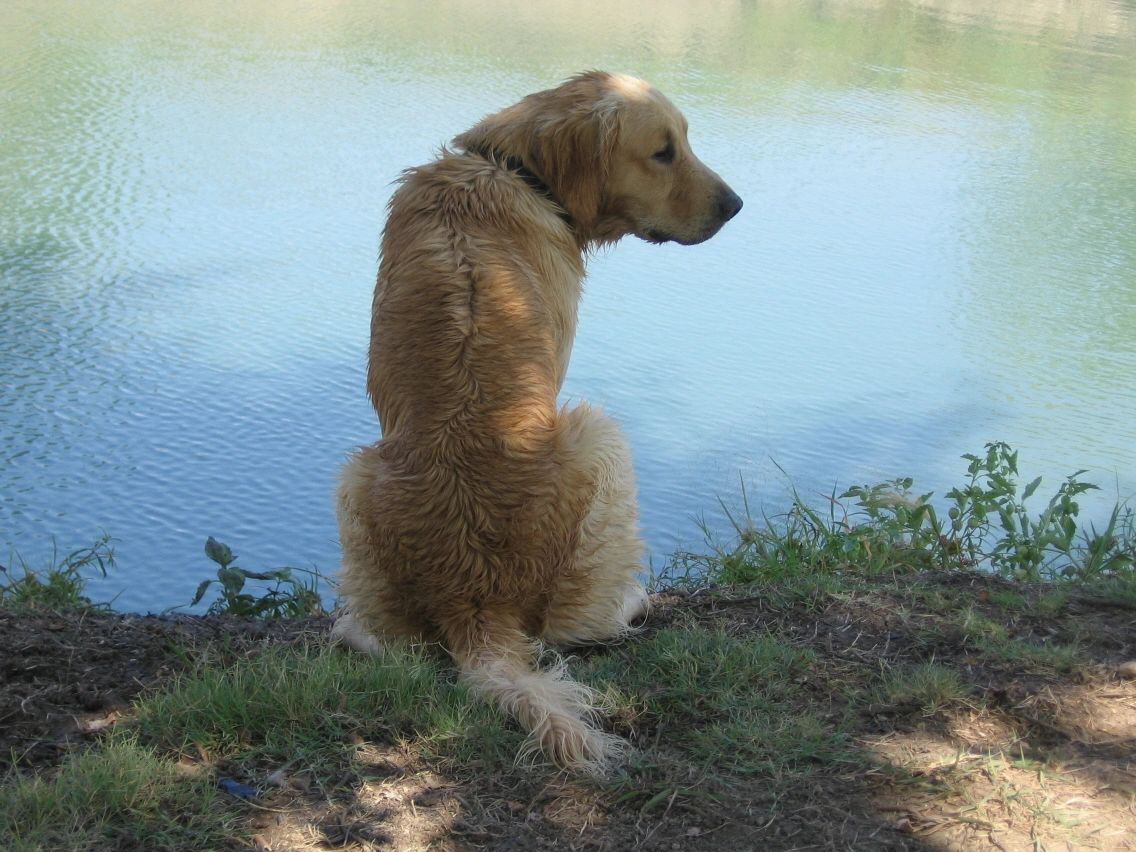 Breeder Texas GOLDEN HEART COUNTRY Golden Retrievers