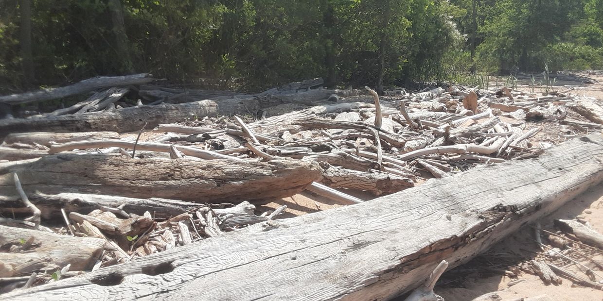 Chesapeake Bay Driftwood Pieces For Sale