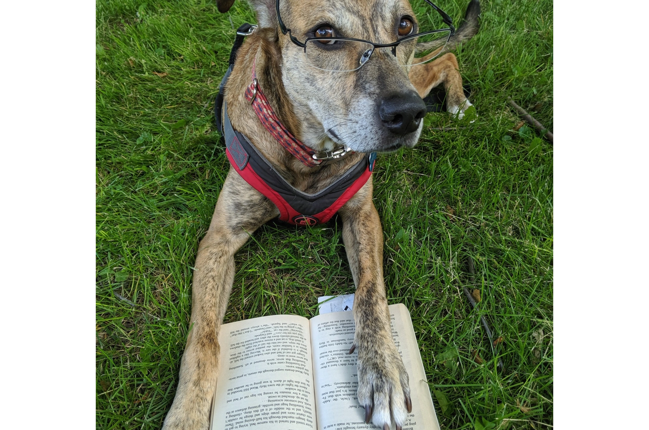 A big dog with glasses on is reading a book. 