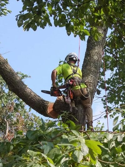 Experienced tree care professionals providing tree trimming, pruning, removal, stump grinding, and s
