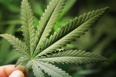 What is CBD? 