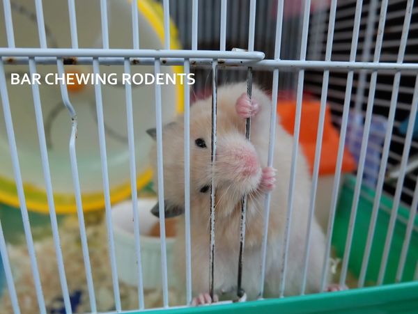 Rodent chewing bars