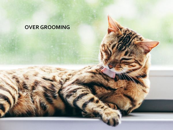 Cat grooming itself