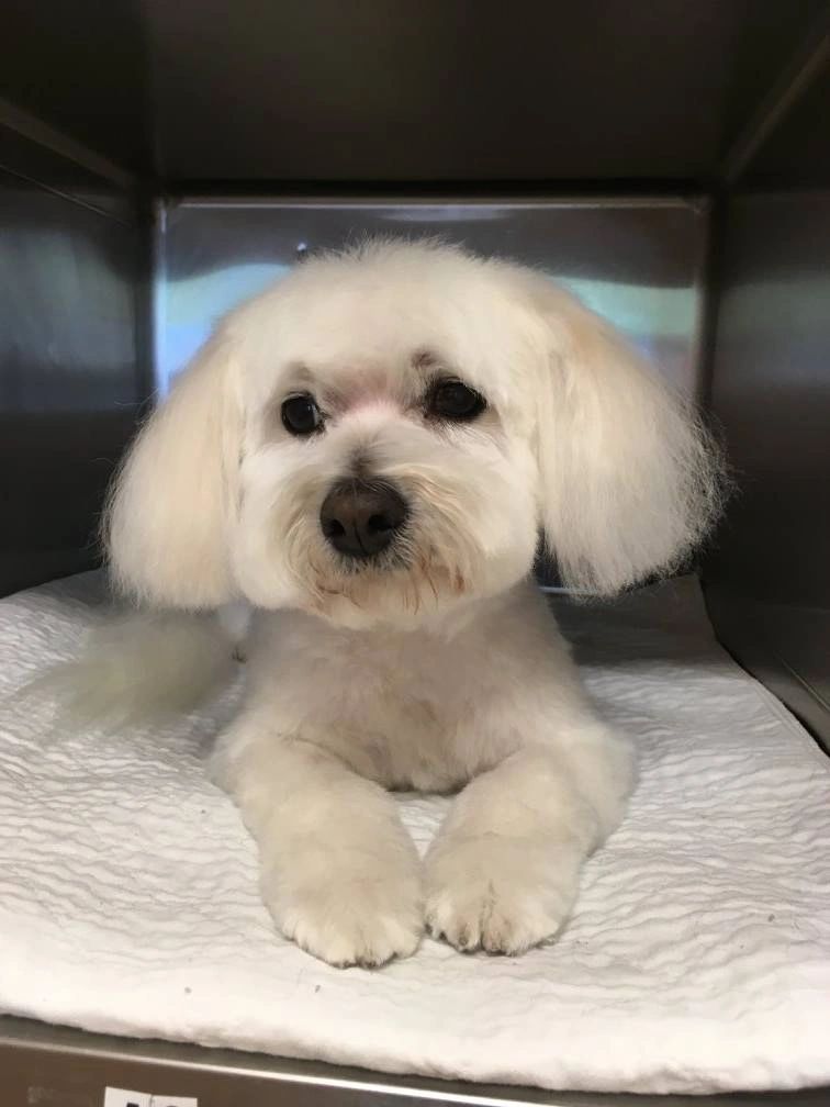 The Pet Groomers in Boise The Pet Groomers