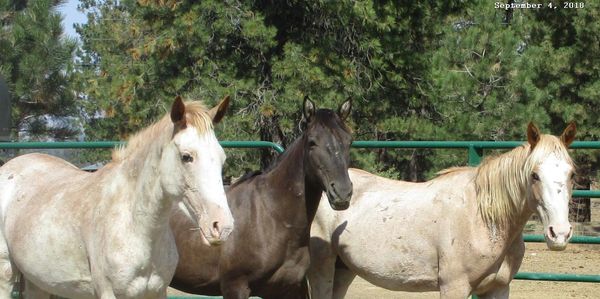 Helping rehabilitate one horse at a time.