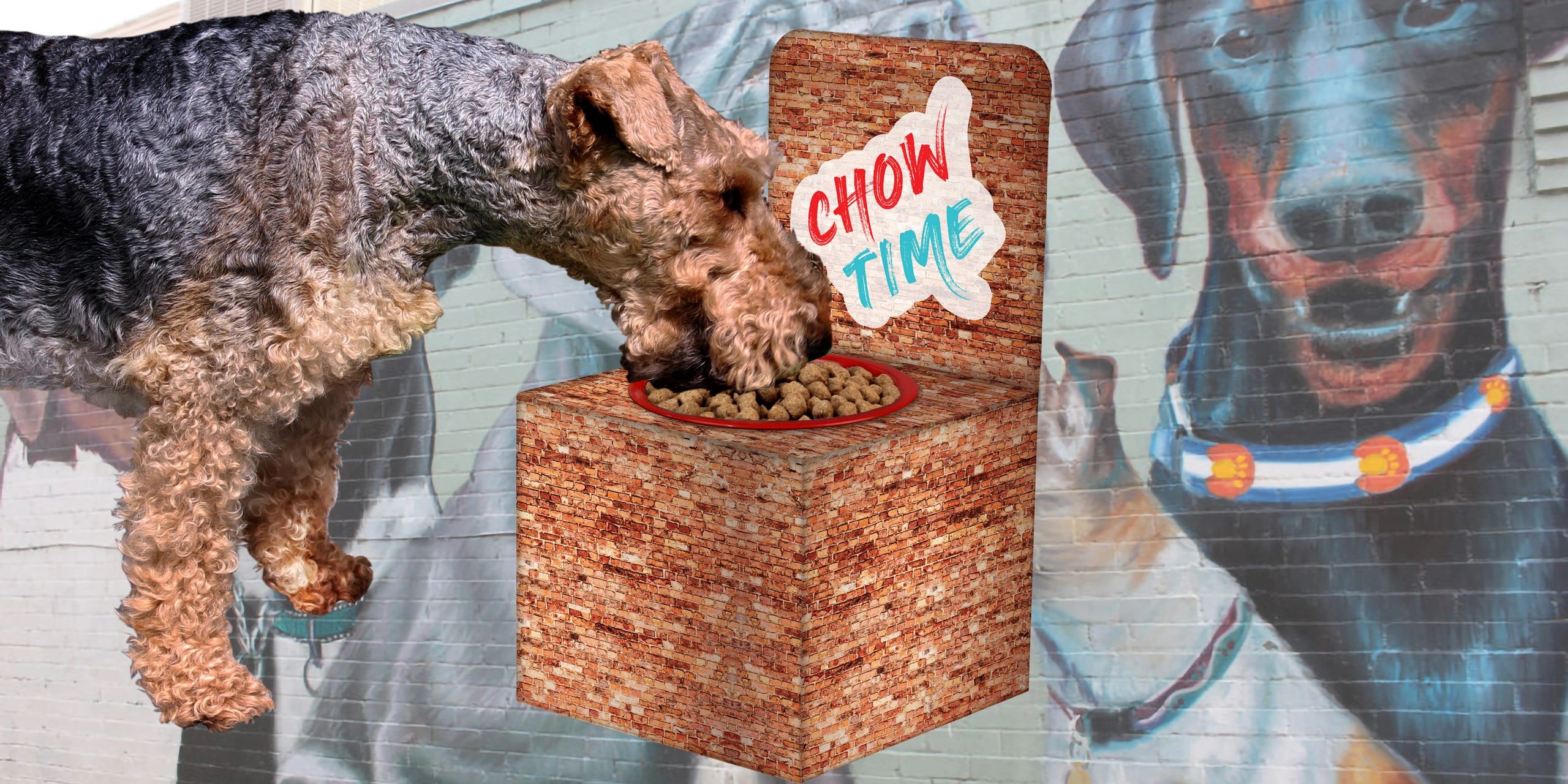 Are Raised Dog Feeders Bad