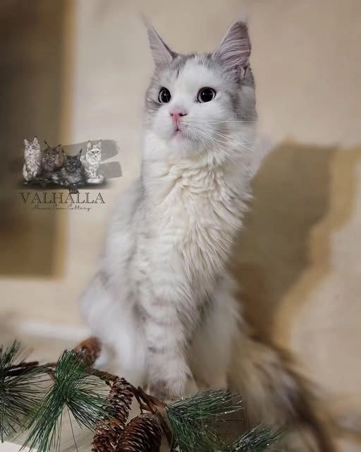 Fluffy white and gray cat posing with pine cones and greenery.