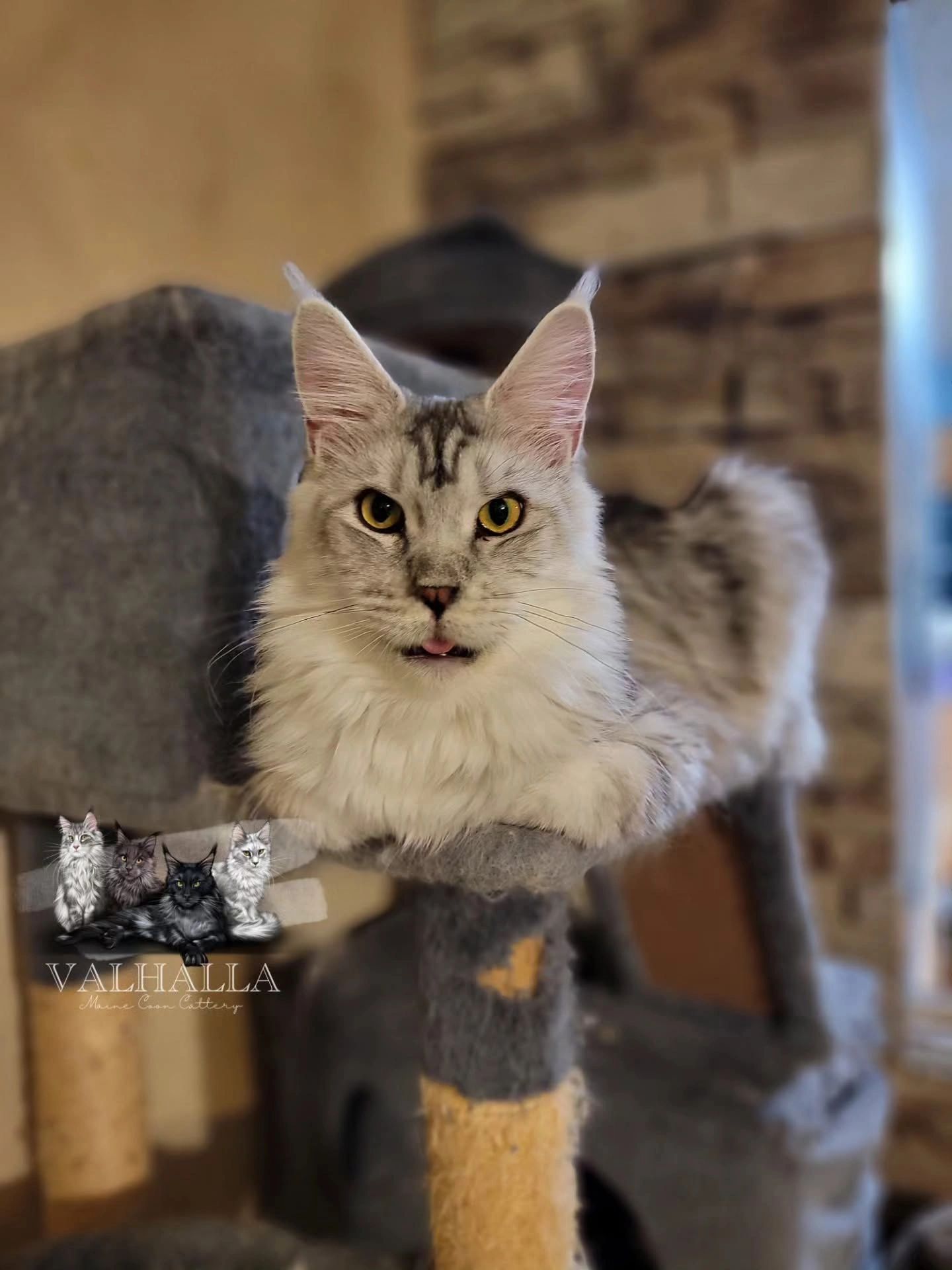 Fluffy Maine Coon cat resting on a cat tree, tongue slightly out.