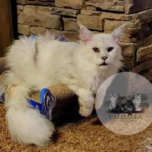 White Maine Coon cat lounging on a blue scratching post with stone wall backdrop.