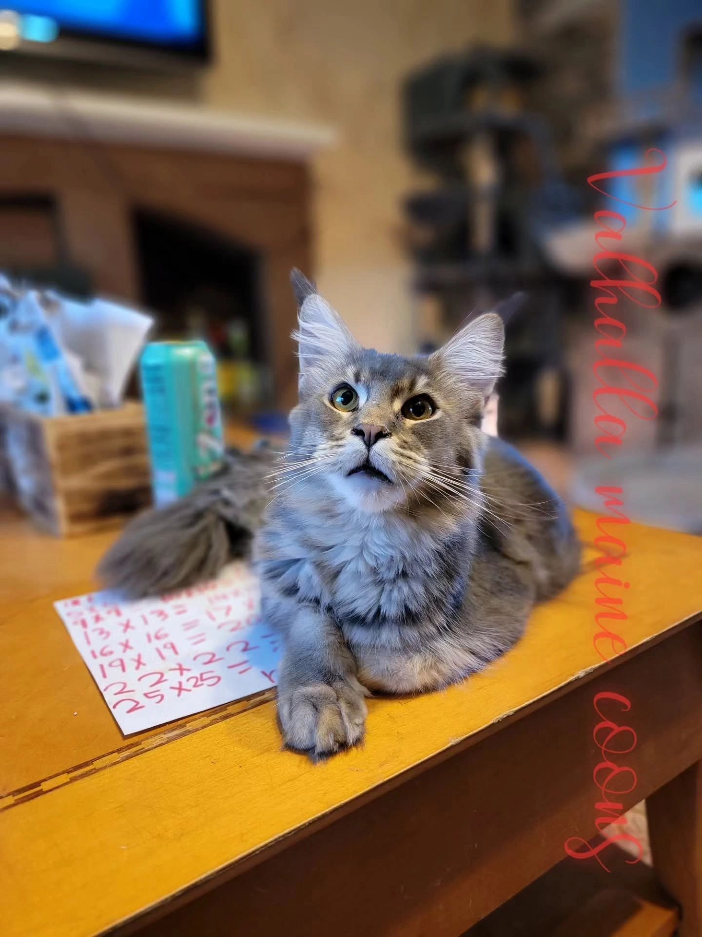 Gray cat lying on a desk with math equations on paper.