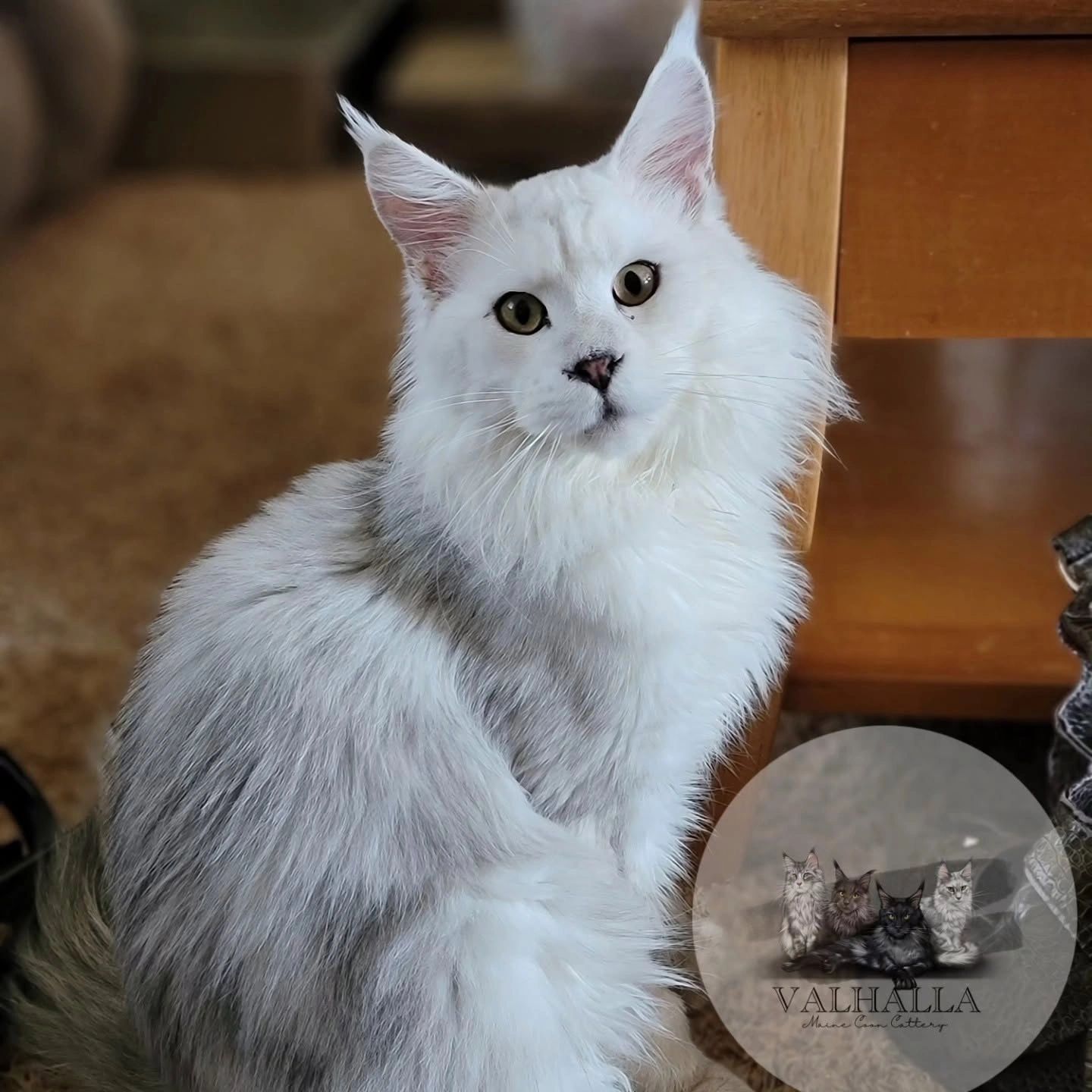 Elegant white Maine Coon cat sitting indoors with attentive eyes.