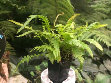 fine leafed rasp fern