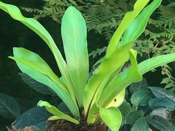 Asplenium nidus - brids nest fern