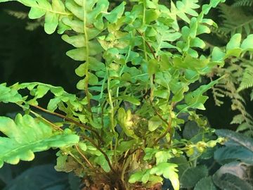 Blechnum nudum