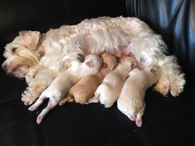 Miniature schnauzer puppy litter from a NC Breeder