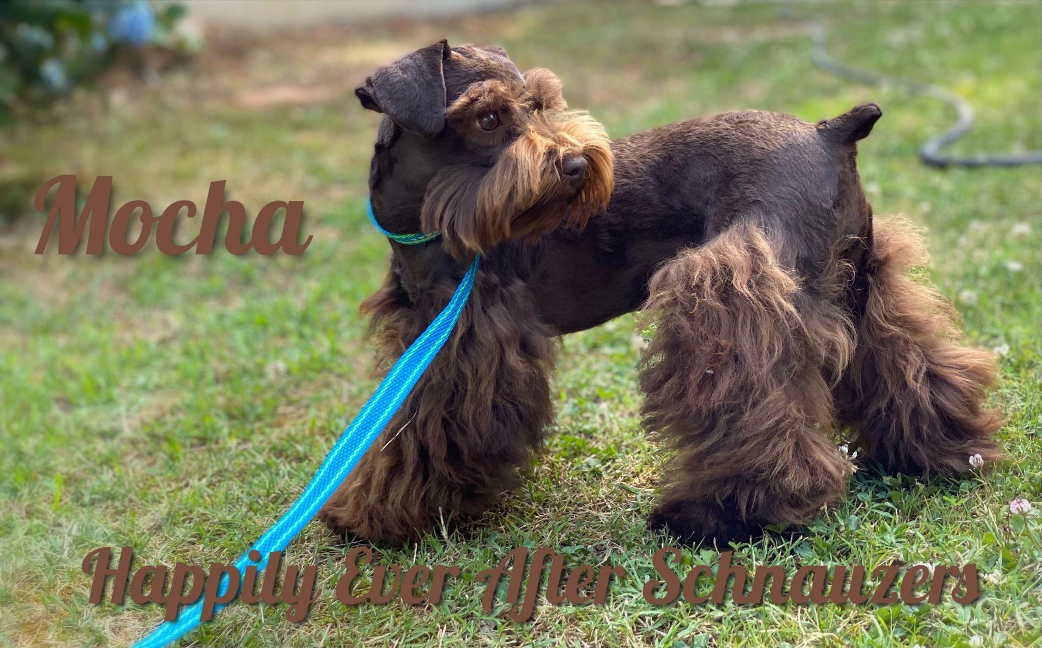 What Is A Mega Coated Miniature Schnauzer
