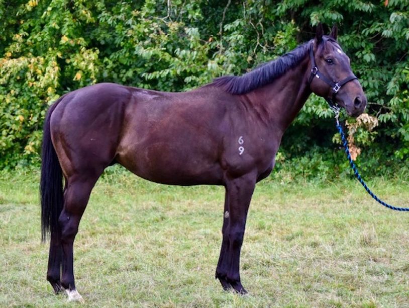 Bay Thoroughbred ex-racehorse for sale, standing in a paddock after professional retraining at EqR