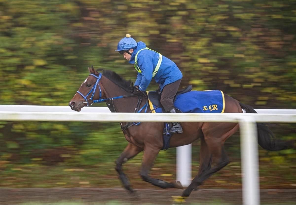 Maury - 2year old gelding
Sire: Earthlight
Dame: Experte
£220 000 yearling