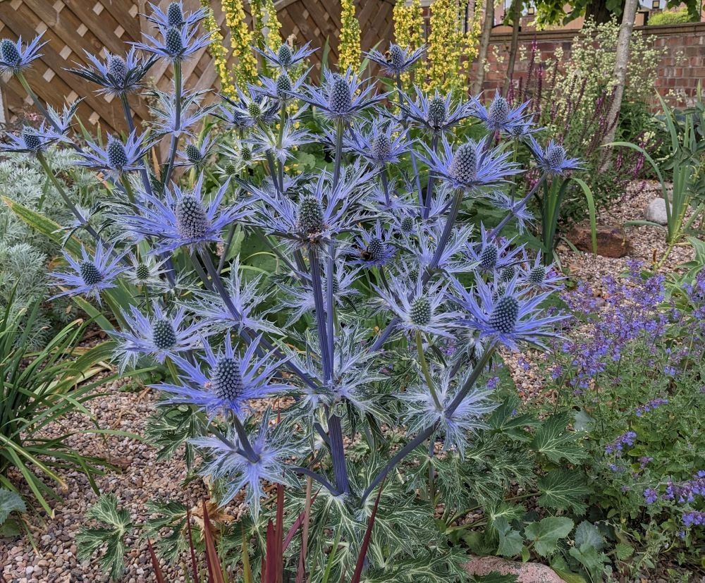 Eryngium x zabelii 'Big Blue' 30 Seed