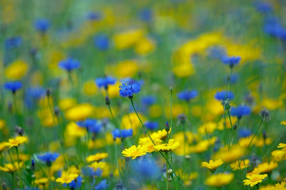 Wild Flower Meadow Seed Mix - Blue & Yellow Native Annual Flowers