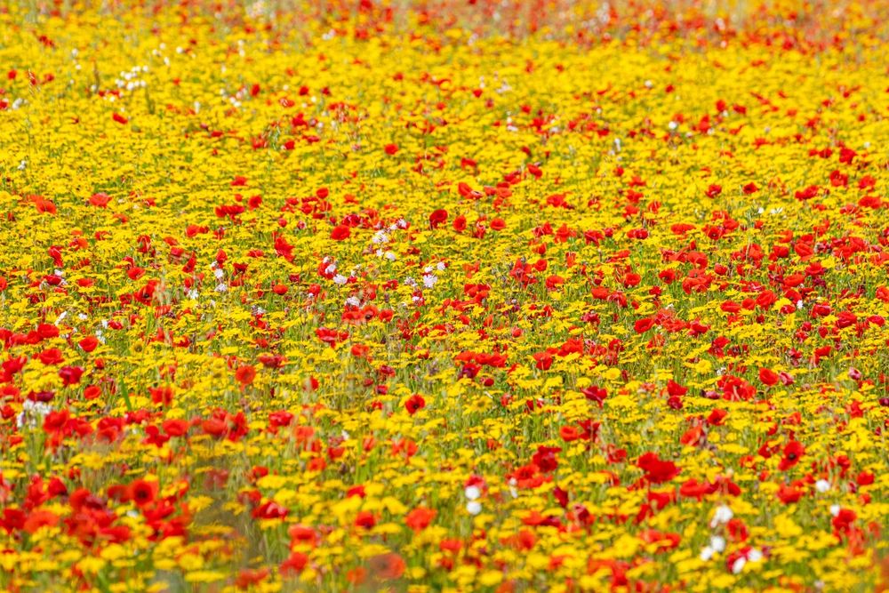Wild Flower Meadow Seed Mix - Red & Yellow Native Annual Flowers