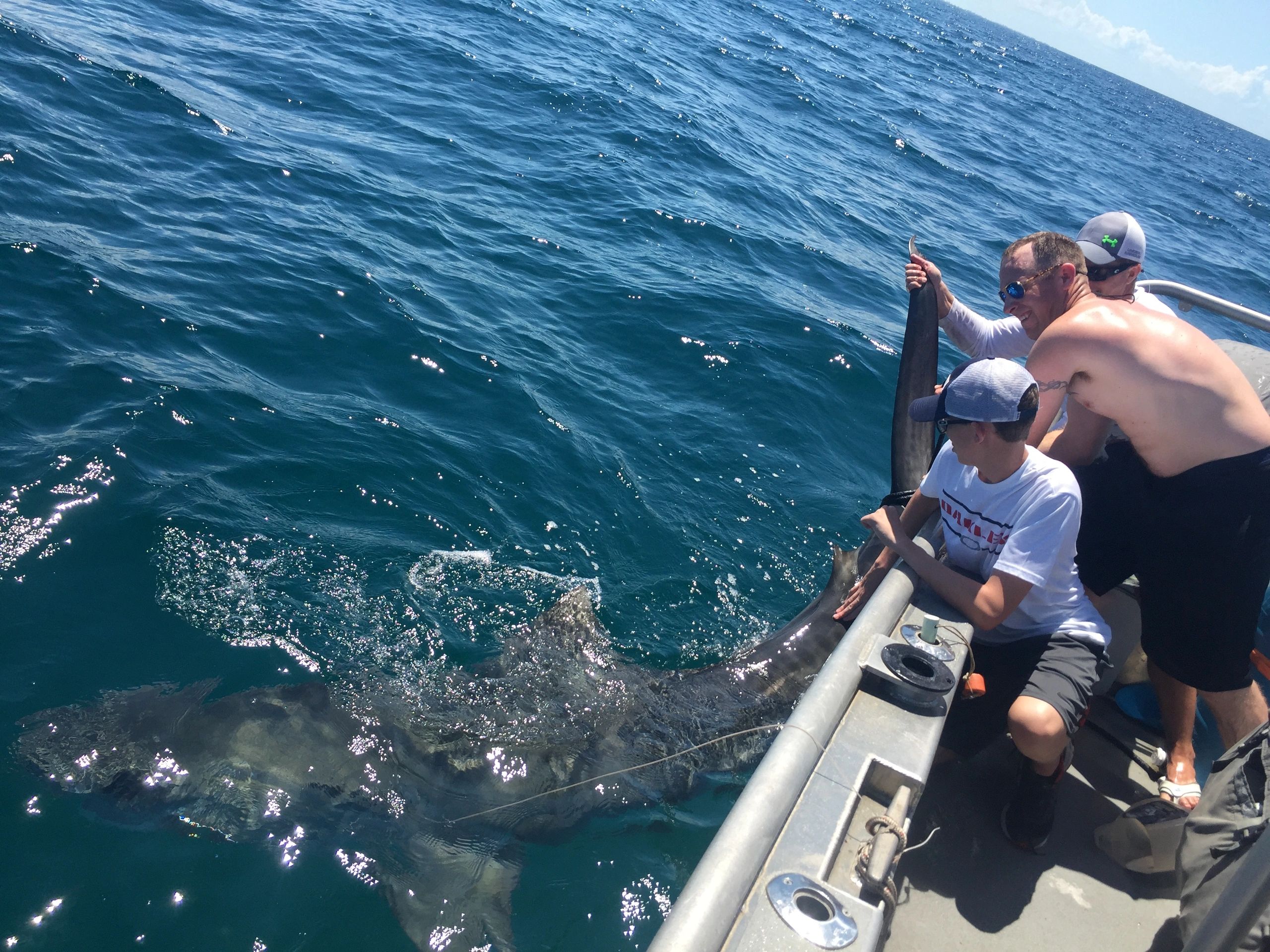 Tiger Shark caught on a Deep Sea Fishing Charter offshore of Sanibel Island and Cape Coral Florida