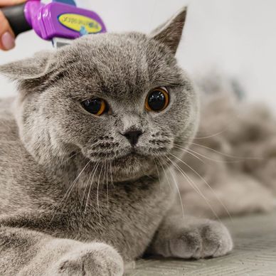 Brushing/petting