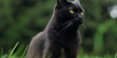 Black cat in grass
