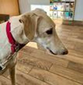 A light brown dog wearing a red collar looking to the right.