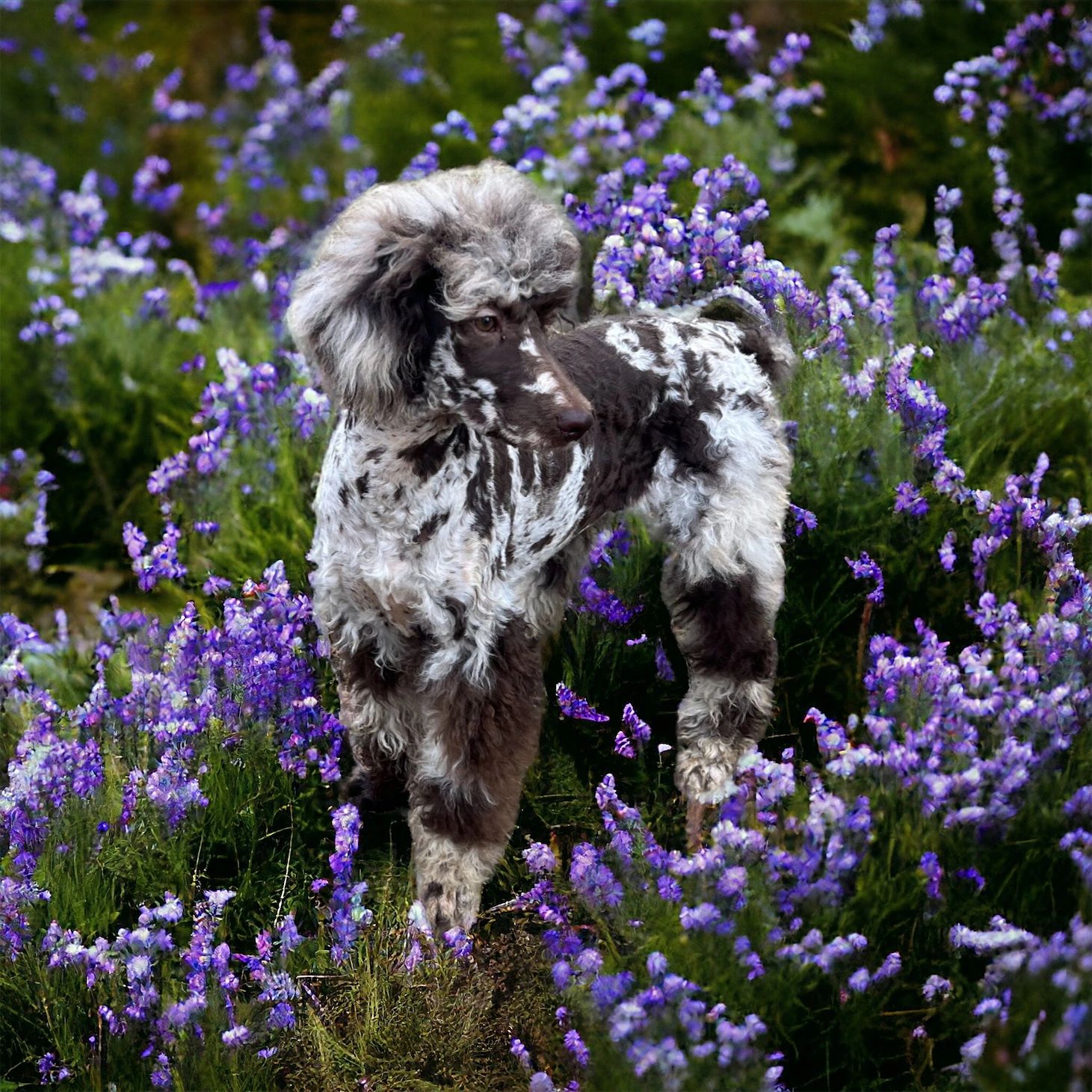 Moyen and Standard Poodle Puppies for Sale - Reedy Creek Standard