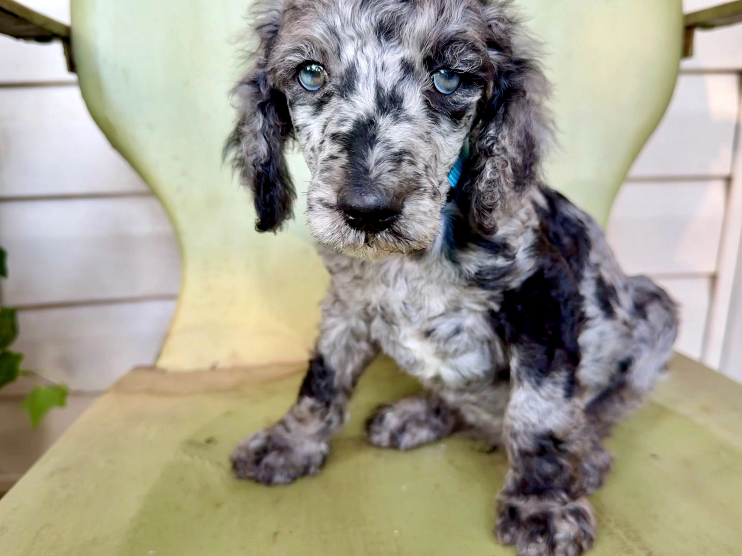 Moyen and Standard Poodle Puppies for Sale - Reedy Creek Standard