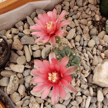 Spider cactus or dwarf chin cactus with red-pink cactus flowers.