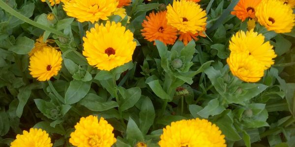 A bright sea of calendula