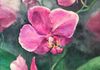 Close-up of an Orchid