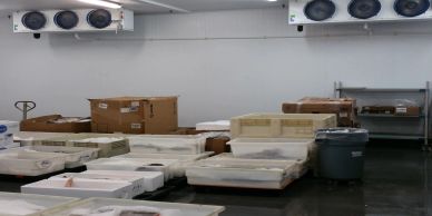 Cold storage room with boxes and containers on the floor and shelves.