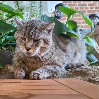 BC, our resident cat.  He is approximately 22 years old.  We let him sit wherever he would like :-) 