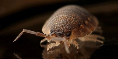 scientific photo of a bed bug