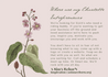 A SistA ReborN LLC