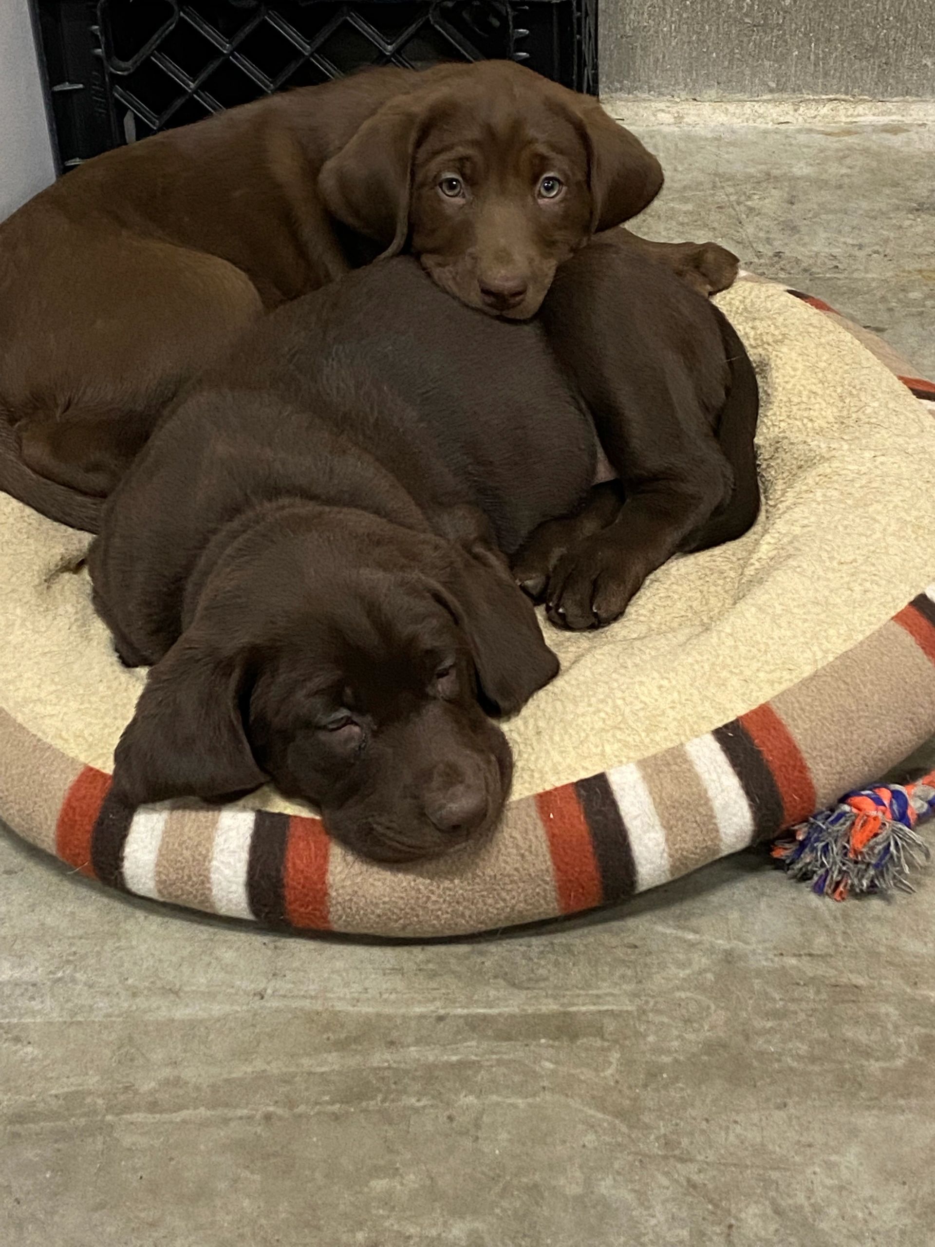 Silver and chocolate lab puppies sales