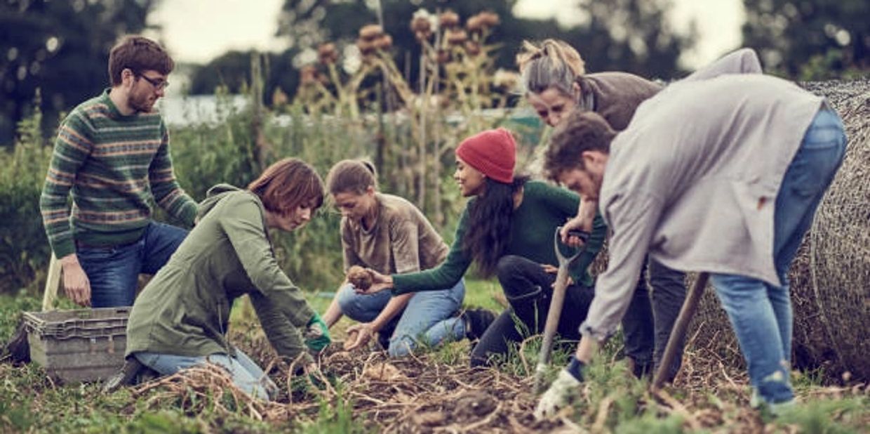 Group of people gardening together outdoors, harvesting potatoes.