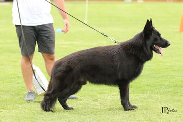 German shepherd puppies Canberra