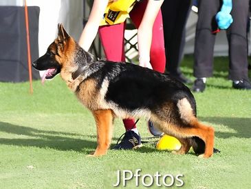 long coat German shepherd puppies Canberra