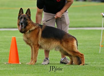 German shepherd puppies Australia