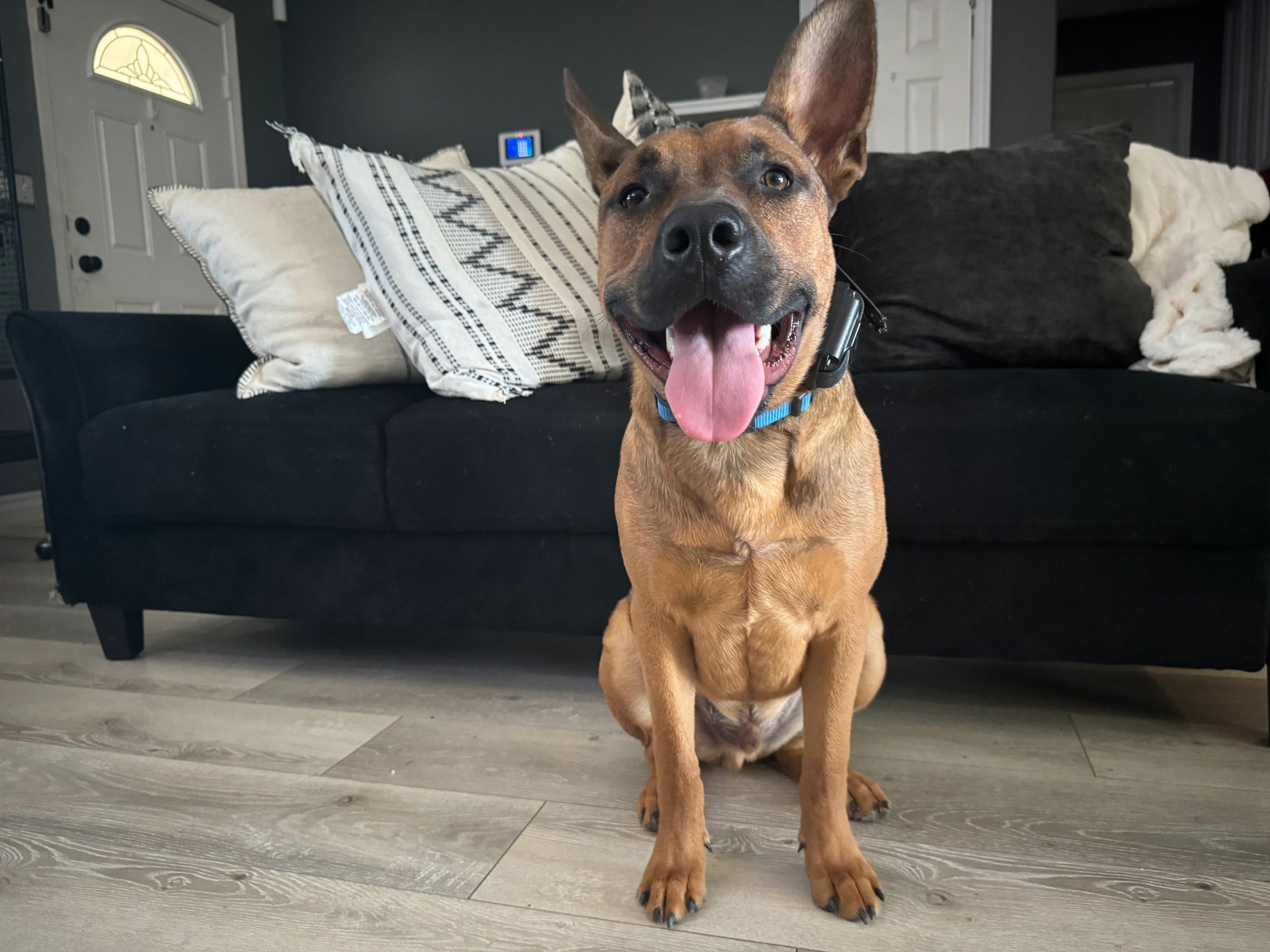 German Shepherd Pitbull Mix
