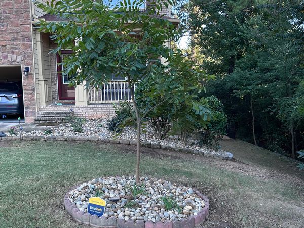 A small tree surrounded by rocks in a yard in front of a house.