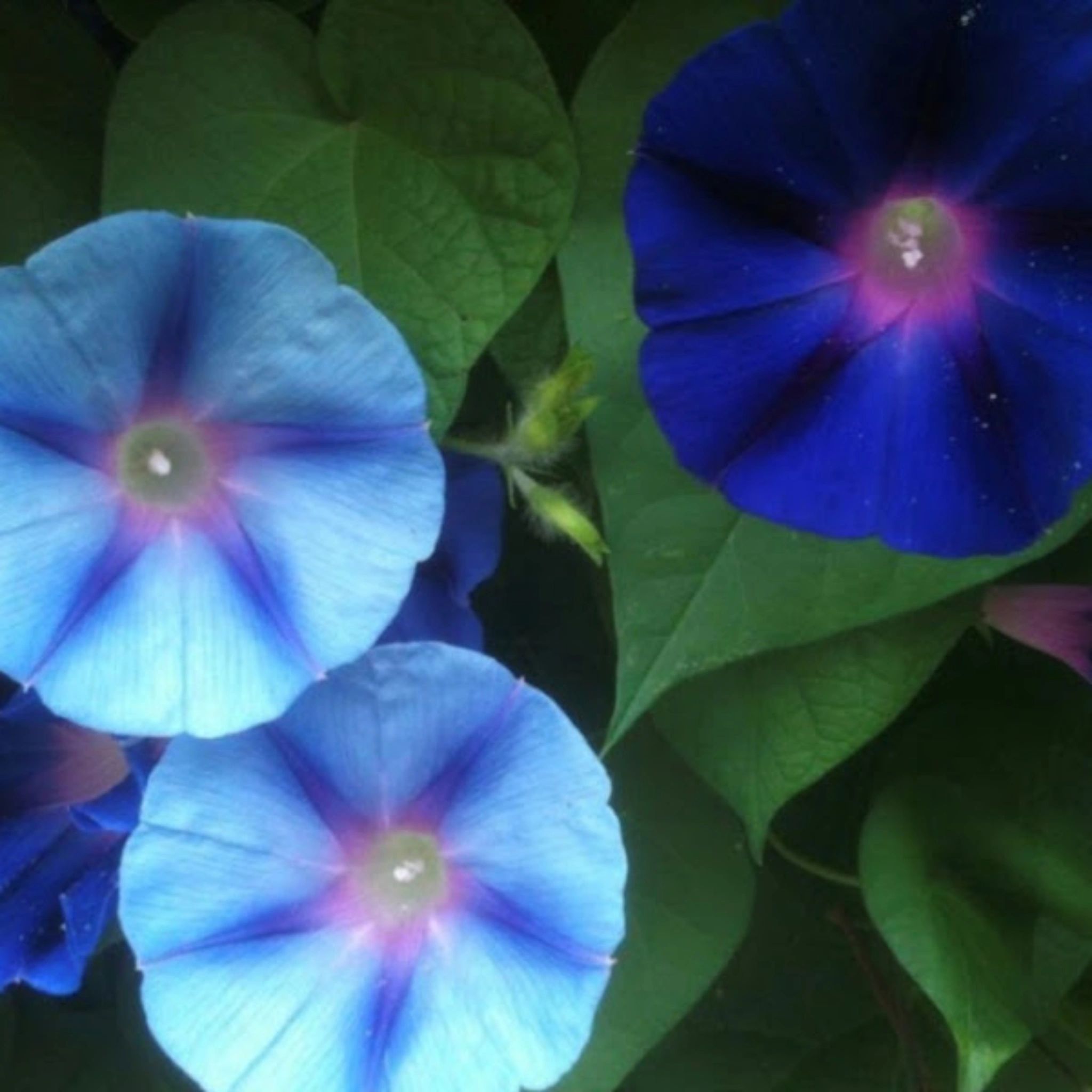 Morning Glory Ranch Texas