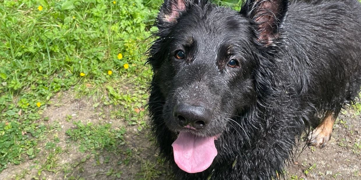 German Shepherd being calmly observed in a natural environment, representing understanding the whole