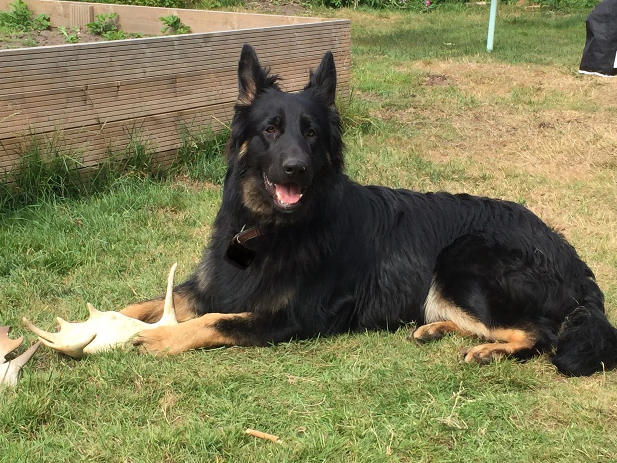 Zeus, the black bi colour German Shepherd whose life and experiences inspired Seeing Dogs Differentl